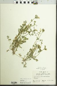 Corydalis flavula image