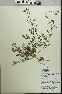 Fumaria officinalis image