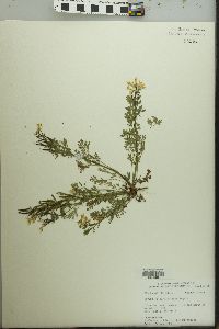 Corydalis curvisiliqua image