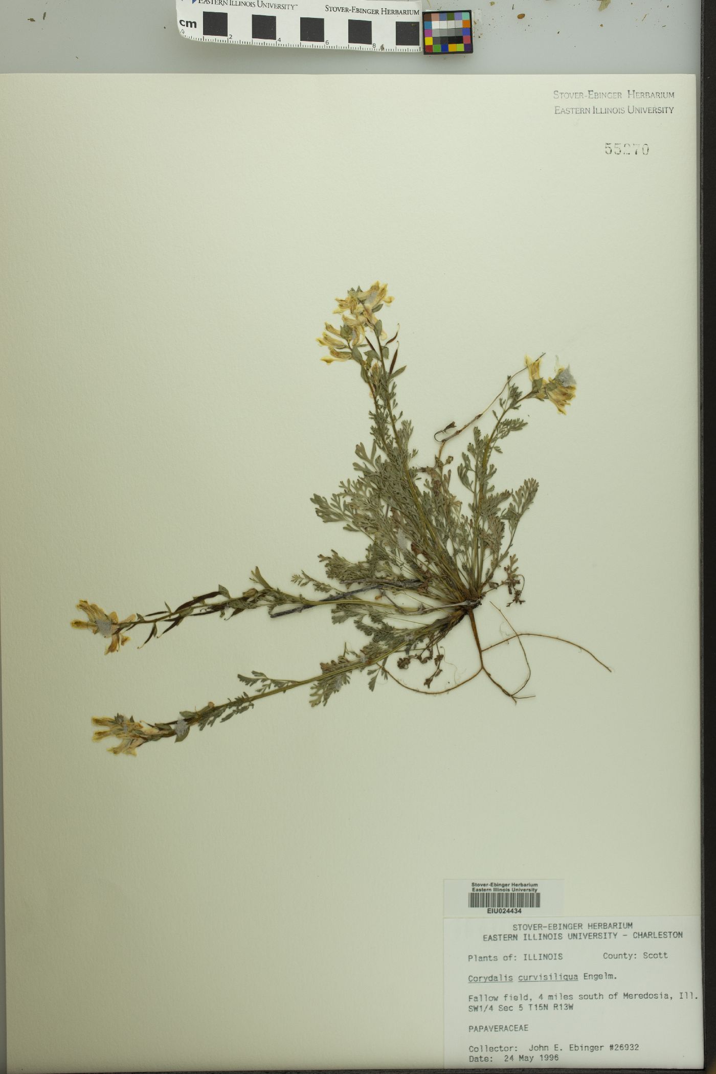 Corydalis curvisiliqua image