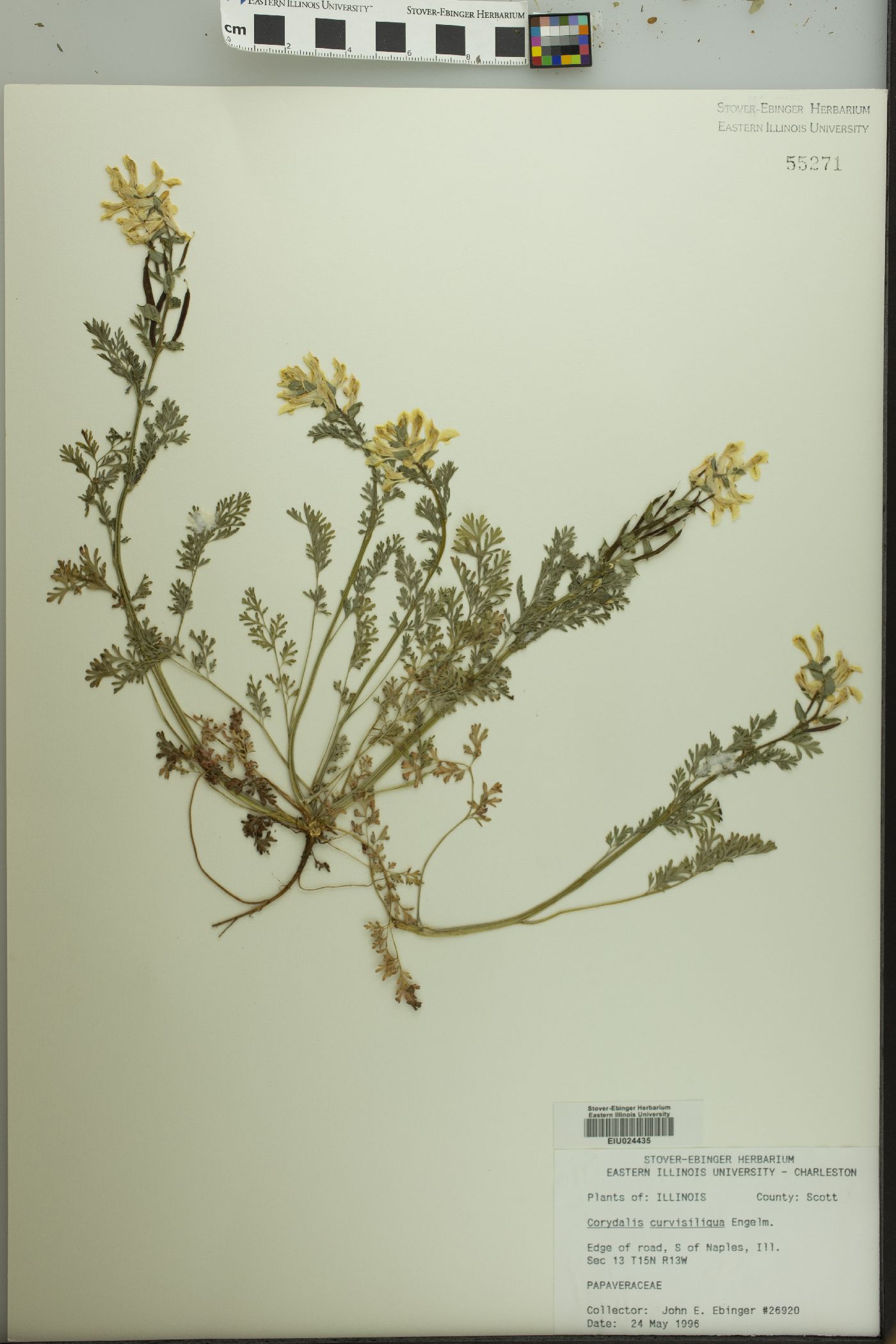 Corydalis curvisiliqua image