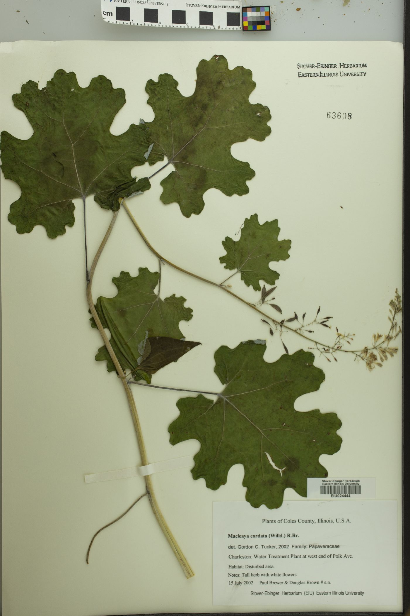 Macleaya cordata image