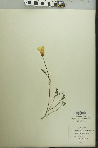 Eschscholzia californica image