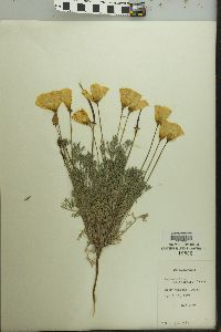 Eschscholzia californica image