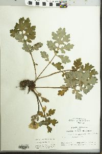 Stylophorum diphyllum image