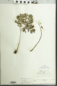 Dicentra canadensis image