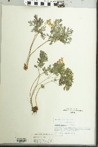 Dicentra cucullaria image