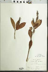 Clethra alnifolia image