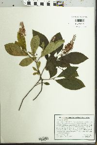 Clethra alnifolia image