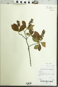 Clethra alnifolia image