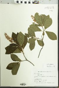 Clethra alnifolia image