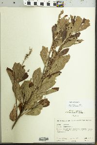 Clethra alnifolia image