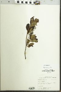 Clethra alnifolia image