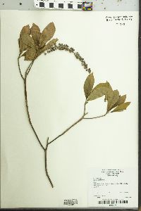 Clethra alnifolia image