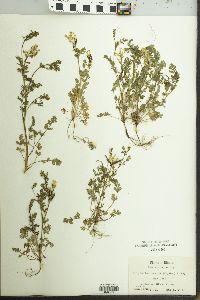 Corydalis micrantha image