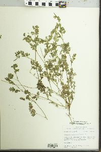 Corydalis micrantha image