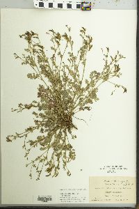 Corydalis micrantha image