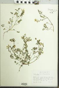 Corydalis micrantha image