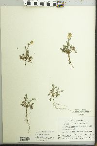 Corydalis micrantha image