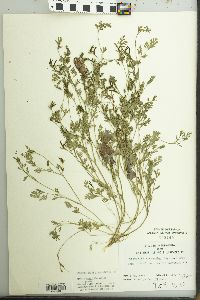 Corydalis micrantha image