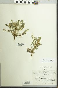 Corydalis aurea image