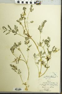 Corydalis aurea image