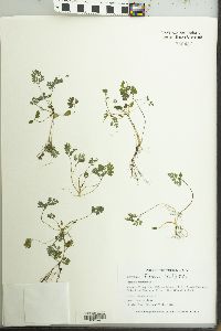 Corydalis flavula image