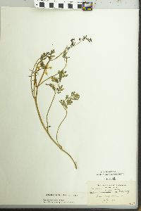 Corydalis aurea image