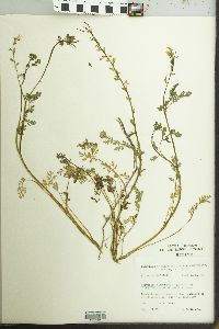 Corydalis micrantha image