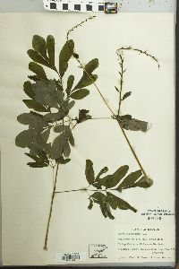 Corydalis scouleri image