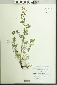 Capnoides sempervirens image