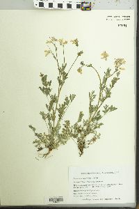 Capnoides sempervirens image