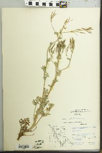 Capnoides sempervirens image