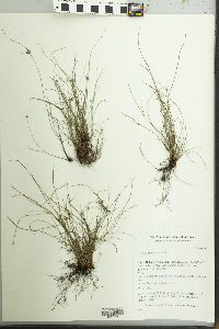 Cyperus filiformis image