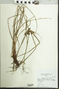 Cyperus cornelii-ostenii image