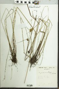 Cyperus meridionalis image