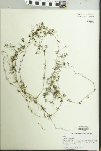 Galium palustre image