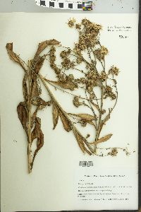 Aster sibiricus image