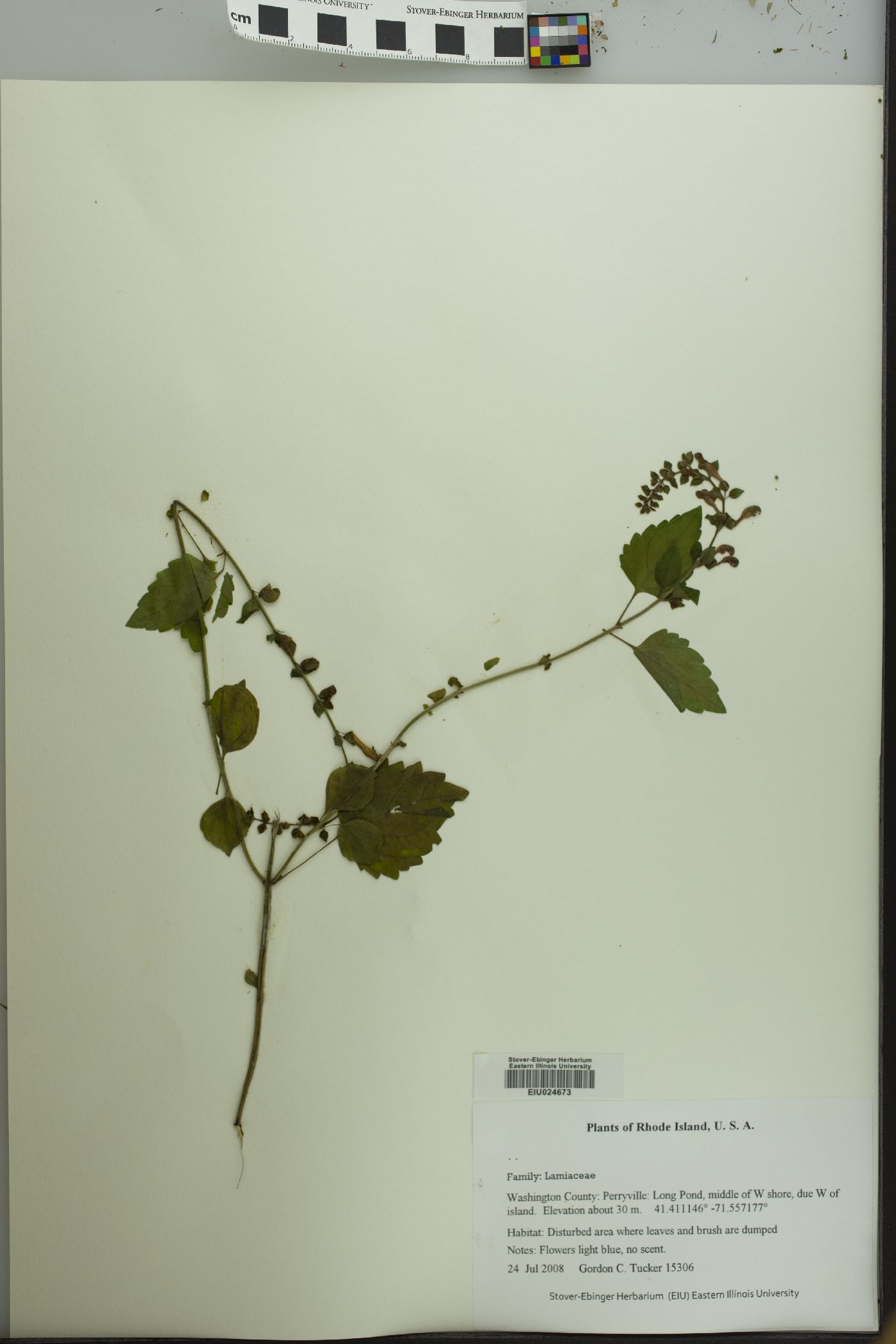 Scutellaria serrata image