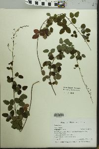 Lespedeza procumbens image