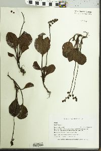 Pyrola rotundifolia subsp. americana image