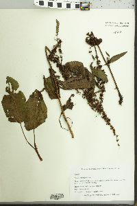 Rumex obtusifolius image