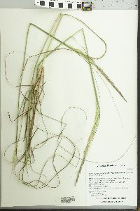 Sporobolus compositus image