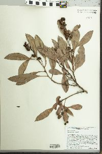 Conocarpus erectus image