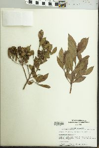 Conocarpus erectus image