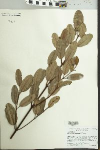 Laguncularia racemosa image