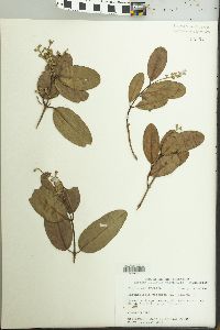 Laguncularia racemosa image