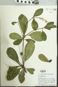 Terminalia muelleri image