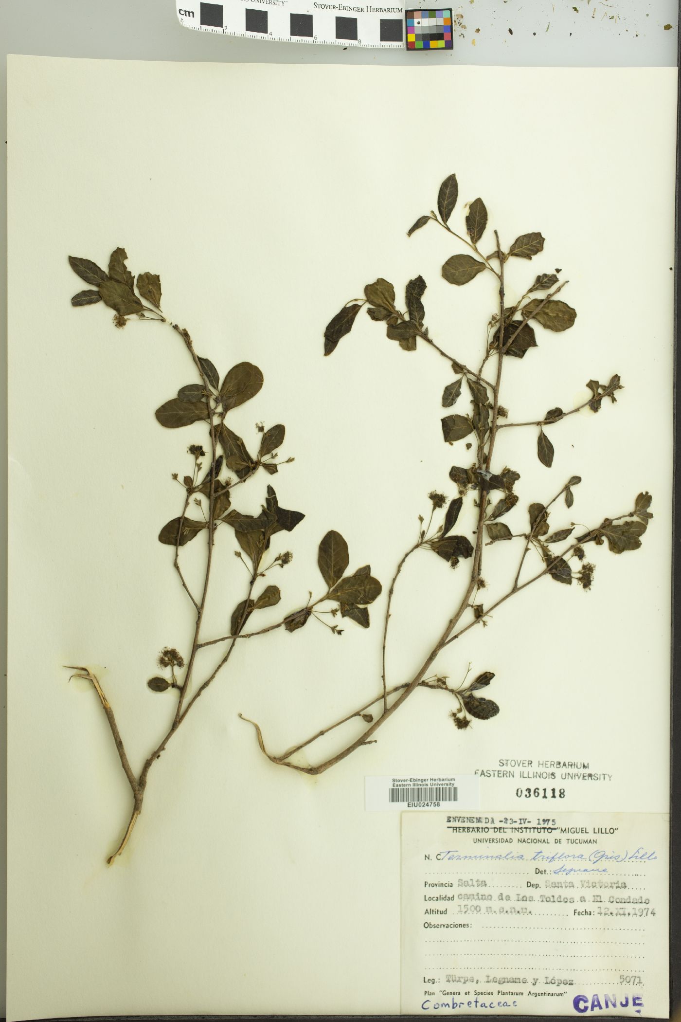 Terminalia triflora image