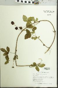 Rubus flagellaris image